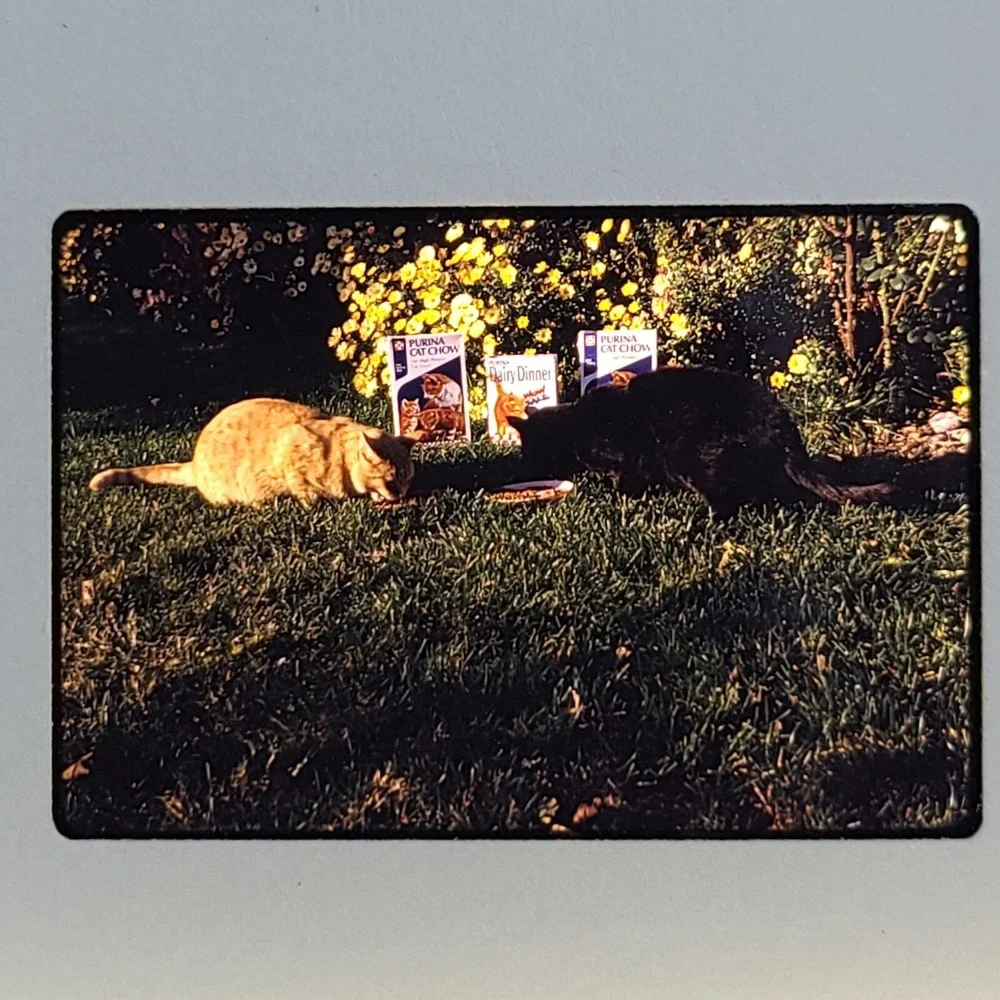 Lot of 29 Slides Various Cats‎ Photos 1959 Through 1973 Mixed Lot